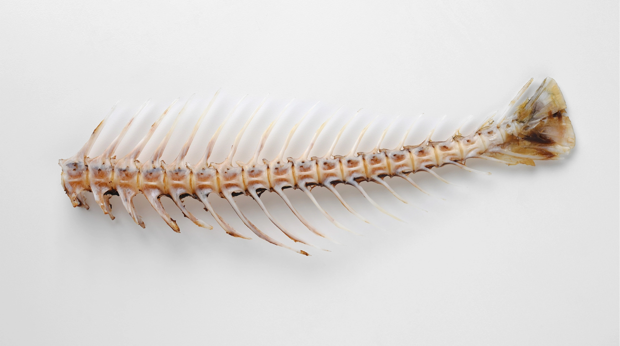 魚の骨には、旨みがある。