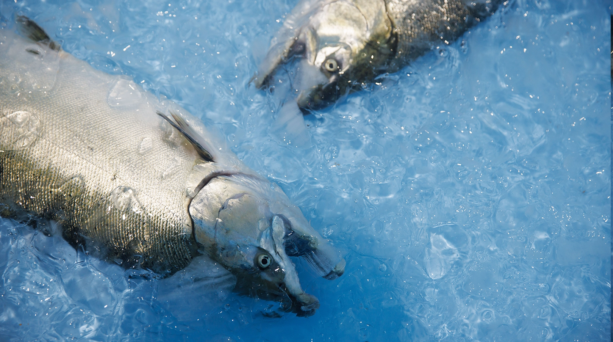 冷凍魚の進化がすごい。