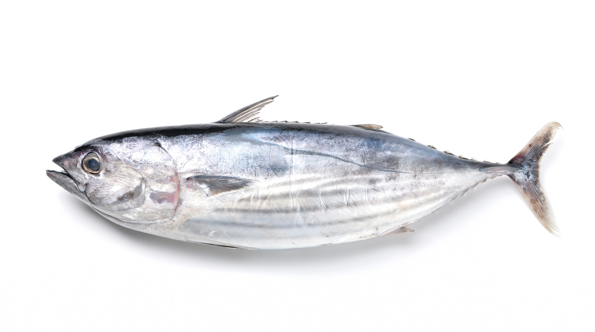 魚はなぜ、からだにいいのか？